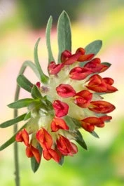 Biologische Rood Wondklaver (Anthyllis Vulneria 'Coccinea') D 13 H 10 Cm 1 Biologische Rood Wondklaver (Anthyllis Vulneria 'Coccinea') D 13 H 10 Cm