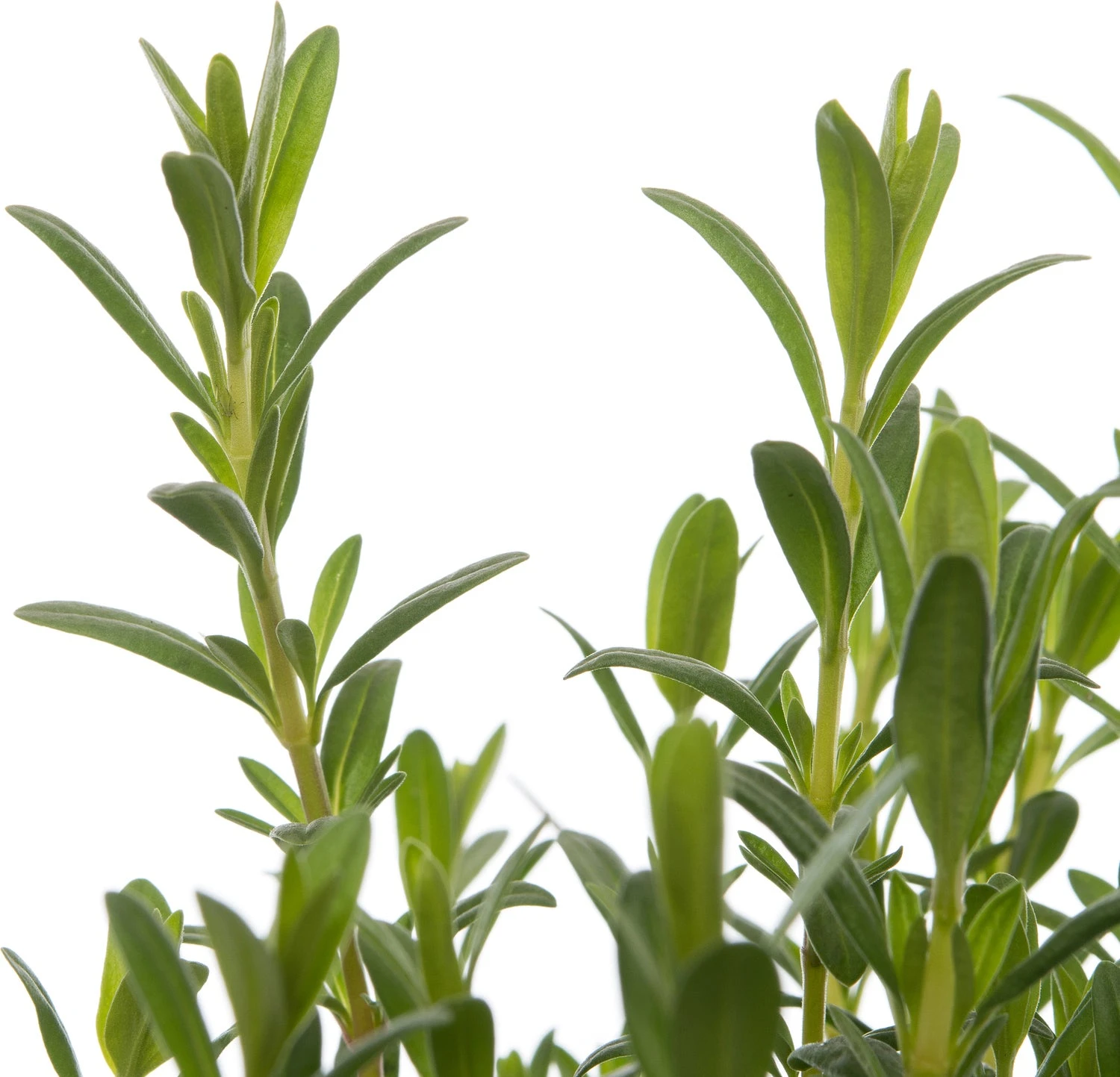 Biologische Hysop (Hyssopus Officinalis) D 13 H 15 Cm 2 Biologische Hysop (Hyssopus Officinalis) D 13 H 15 Cm - Afbeelding 2