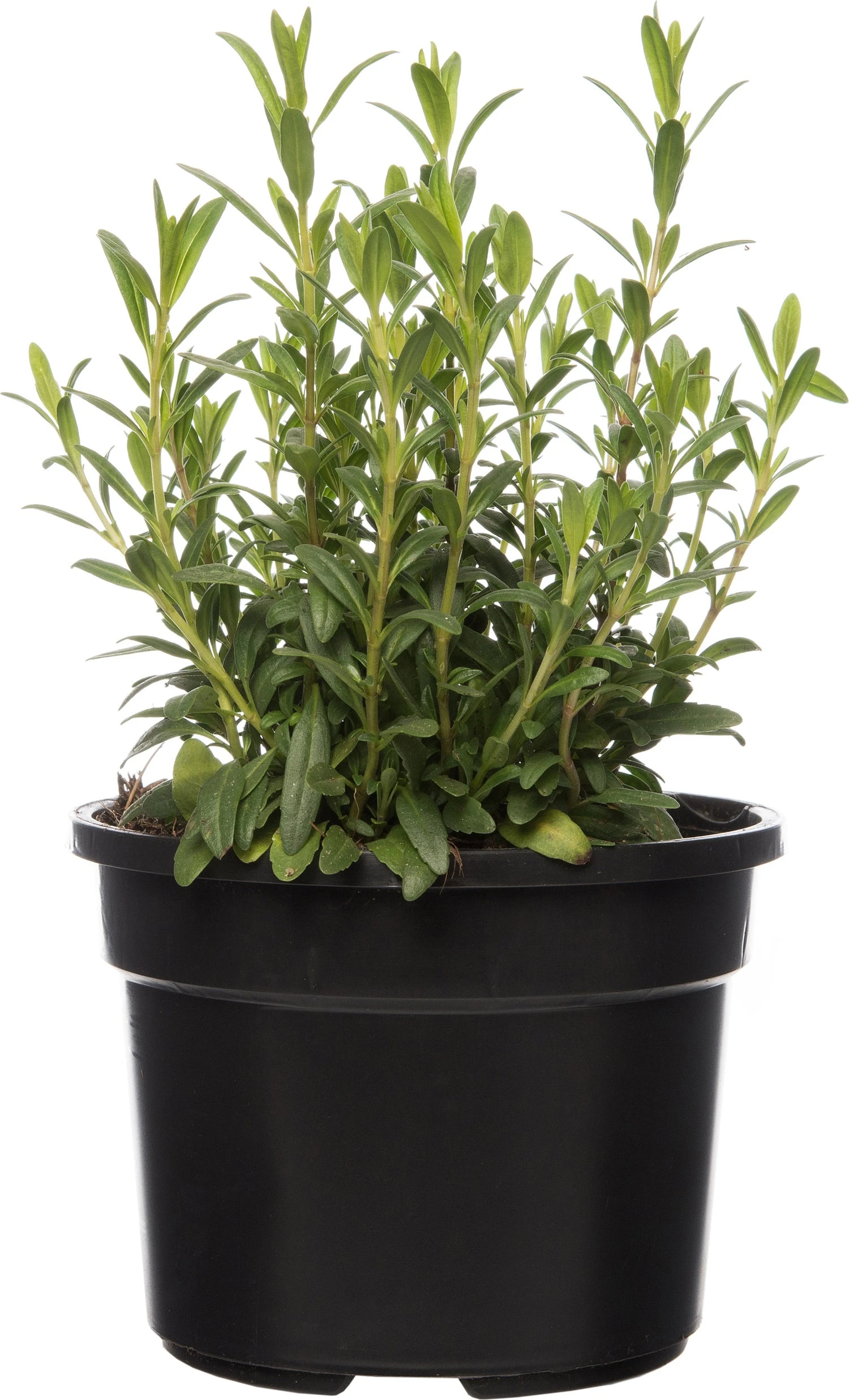 Biologische Hysop (Hyssopus Officinalis) D 13 H 15 Cm 1 Biologische Hysop (Hyssopus Officinalis) D 13 H 15 Cm