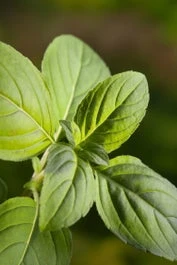 Biologische Basilicum (Ocimum Basilicum 'Magic White' Bio) D 13 H 20 Cm