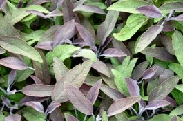 Biologische Roodbladige Salie (Salvia Officinalis 'Purpurascens') D 13 H 15 Cm 1 Biologische Roodbladige Salie (Salvia Officinalis 'Purpurascens') D 13 H 15 Cm