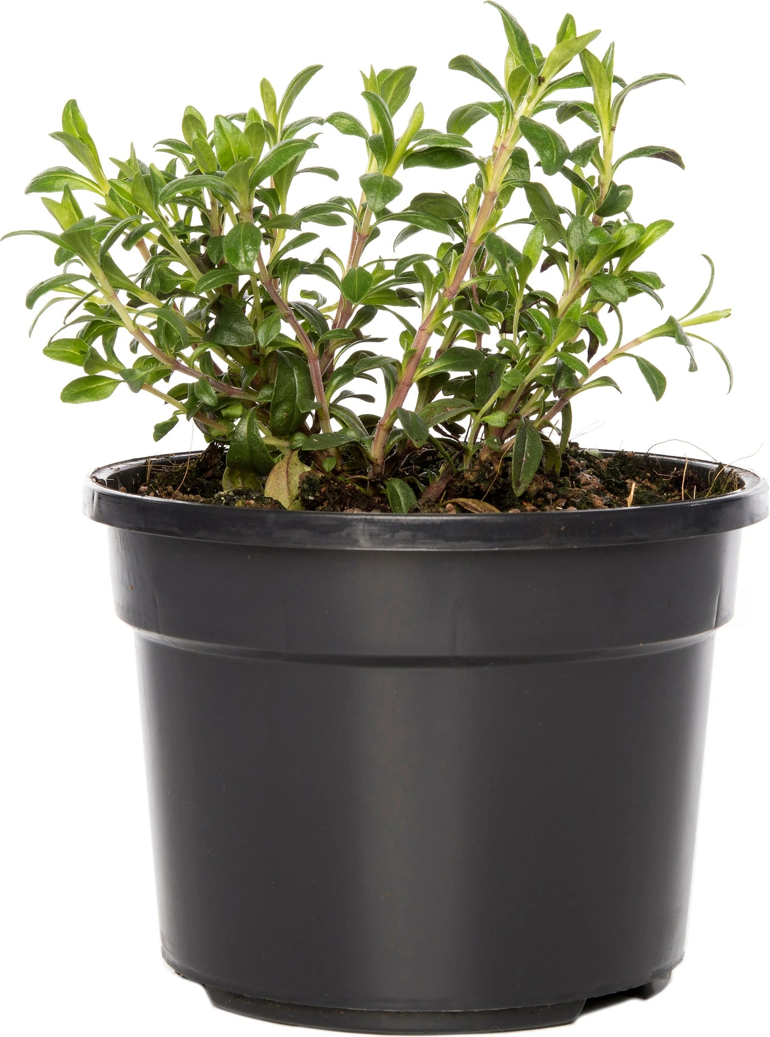 Biologische Bergbonenkruid (Satureja Montana) D 13 H 15 Cm 1 Biologische Bergbonenkruid (Satureja Montana) D 13 H 15 Cm