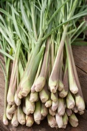 Biologische Citroengras (Cymbopogon Flexuosus) D 13 H 20 Cm