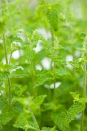 Biologische Aardbeienmunt (Mentha Arvensis 'Strawberry') D 13 H 10 Cm