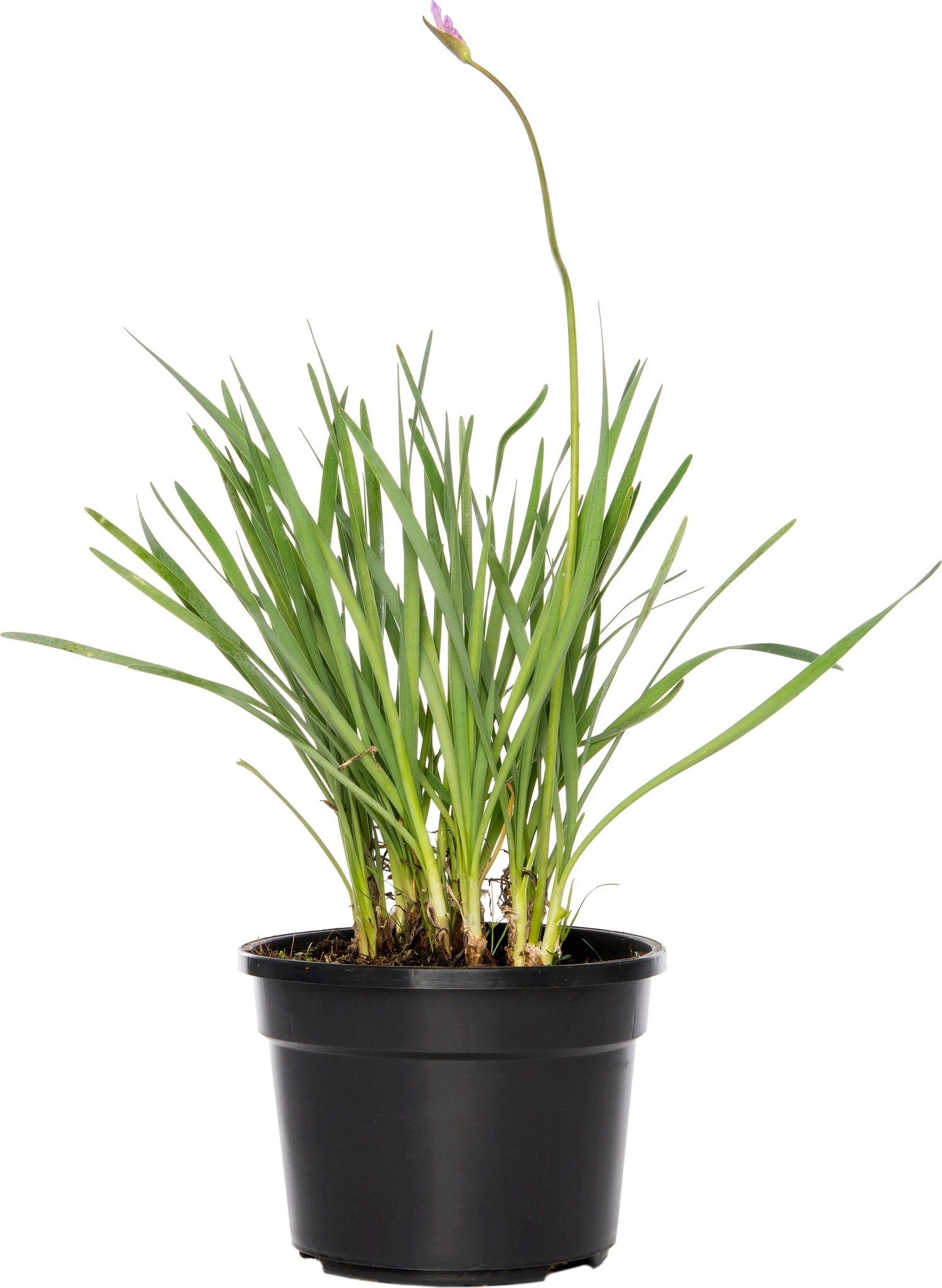 Biologische Kaapse Knoflook (Tulbaghia Violacea) D 13 H 15 Cm 1 Biologische Kaapse Knoflook (Tulbaghia Violacea) D 13 H 15 Cm