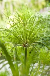 Papyrus Plant (Cyperus Percamenthus) D 18 H 30 Cm 1 Papyrus Plant (Cyperus Percamenthus) D 18 H 30 Cm