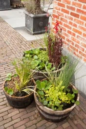 Mixmand 3 Soorten Waterplanten (Vinca Major Marie) 1 Mixmand 3 Soorten Waterplanten (Vinca Major Marie)