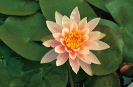 Waterlelie (Nymphaea 'Colorado' ) D 18 H 30 Cm 1 Waterlelie (Nymphaea 'Colorado' ) D 18 H 30 Cm