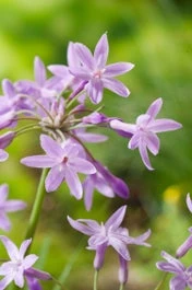 Thulbachia (Thulbachia Violacea) D 18 H 30 Cm 1 Thulbachia (Thulbachia Violacea) D 18 H 30 Cm