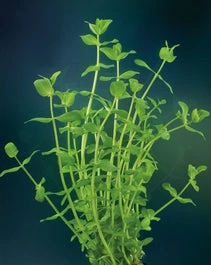 Grote Bacopa (Bacopa Caroliniana) D 18 H 30 Cm 1 Grote Bacopa (Bacopa Caroliniana) D 18 H 30 Cm