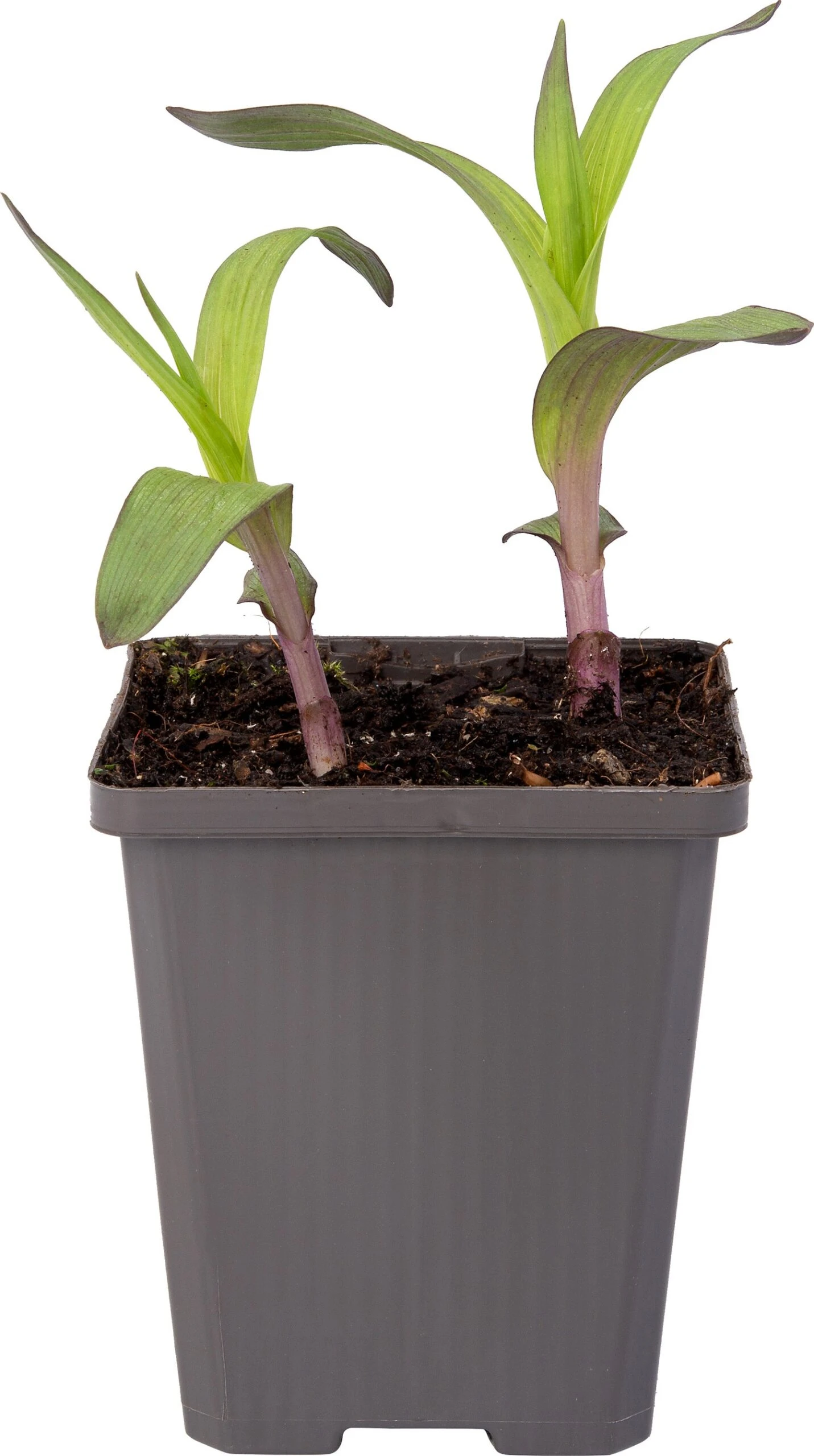 Moeraswespenorchis (Epipactis Palustris) D 9 H 20 Cm 1 Moeraswespenorchis (Epipactis Palustris) D 9 H 20 Cm