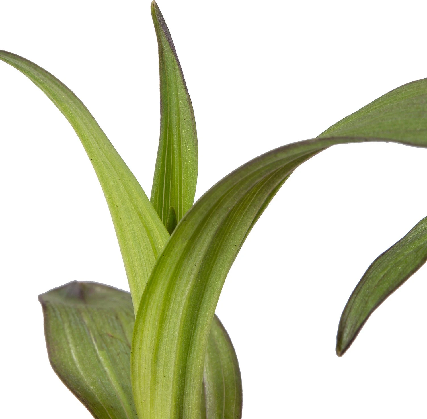 Moeraswespenorchis (Epipactis Palustris) D 9 H 20 Cm 2 Moeraswespenorchis (Epipactis Palustris) D 9 H 20 Cm - Afbeelding 2