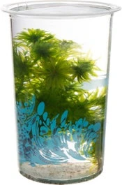 Braziliaanse Waterpest (Elodea Densa) D 12 H 20 Cm