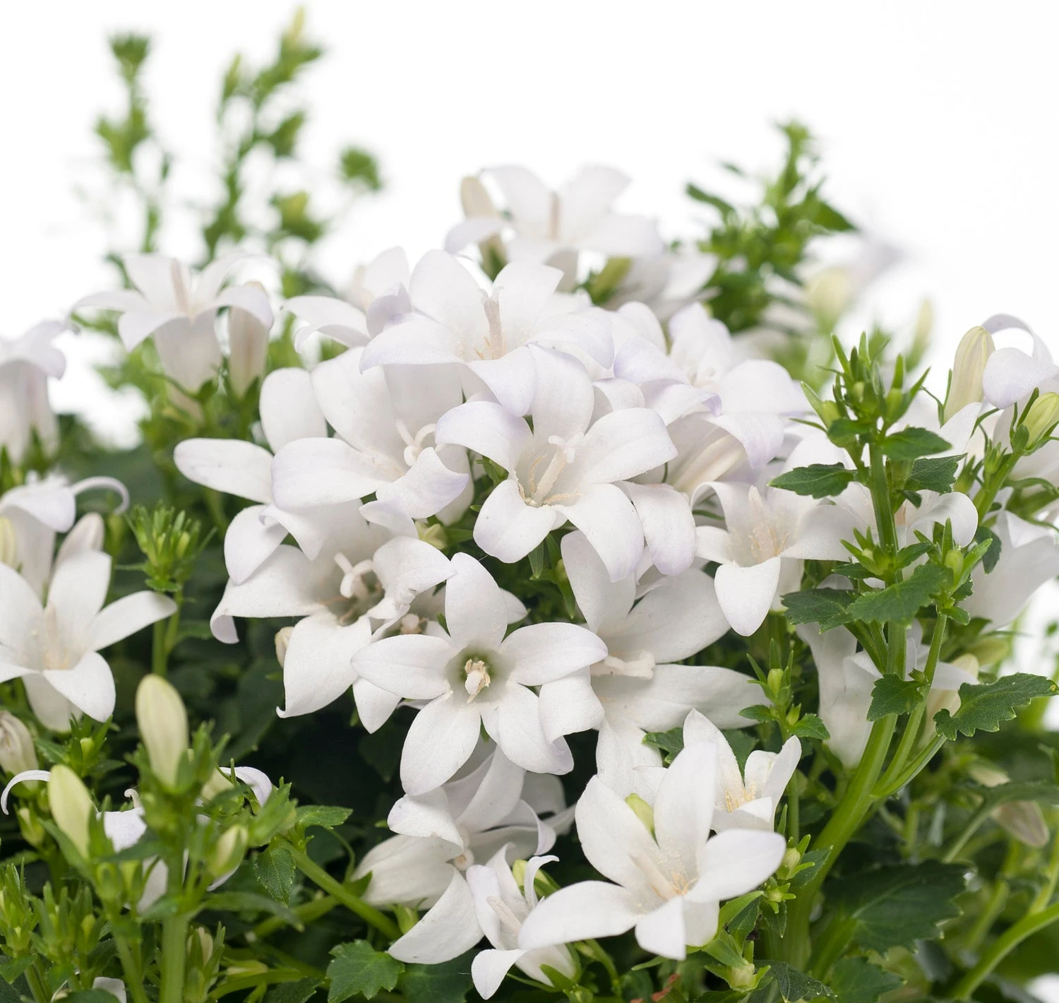 Kruipklokje (Campanula Poscharskyana 'Ambella White') D 12 H 25 Cm 2 Kruipklokje (Campanula Poscharskyana 'Ambella White') D 12 H 25 Cm - Afbeelding 2