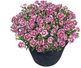 Anjer (Dianthus 'Pink Kisses') D 17 H 25 Cm