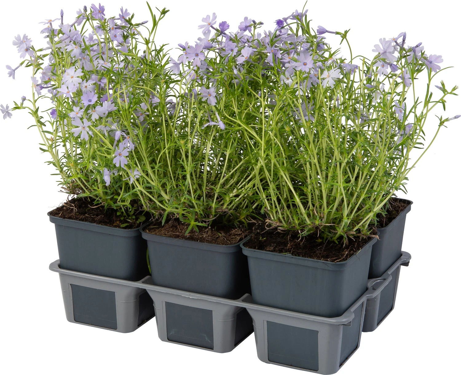 Kruipphlox (Phlox Subulata 'Cushion Blue') Sixpack D 9 H 15 Cm 1 Kruipphlox (Phlox Subulata 'Cushion Blue') Sixpack D 9 H 15 Cm