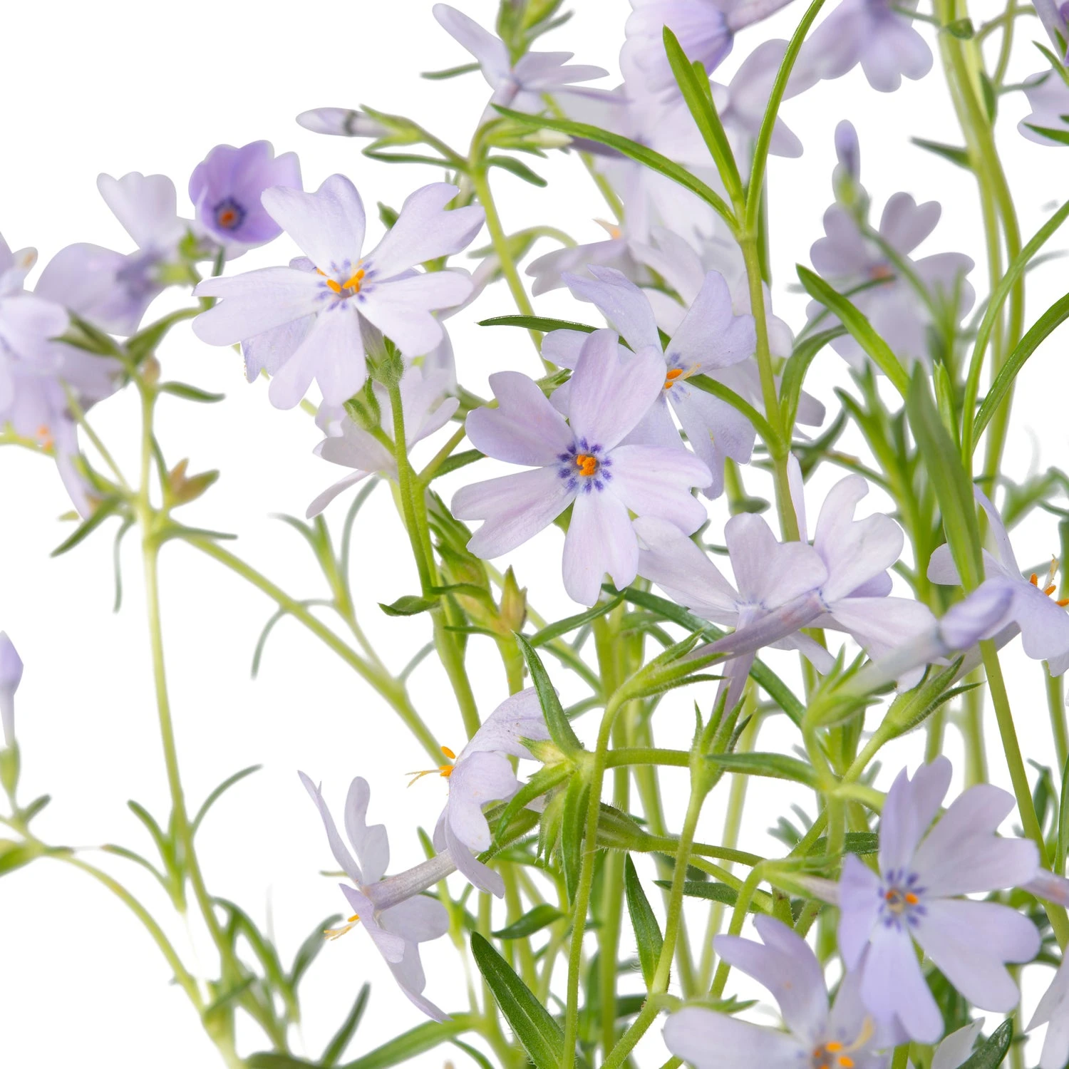 Kruipphlox (Phlox Subulata 'Cushion Blue') Sixpack D 9 H 15 Cm 2 Kruipphlox (Phlox Subulata 'Cushion Blue') Sixpack D 9 H 15 Cm - Afbeelding 2