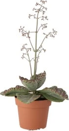 Kalanchoë (Kalanchoë Humilis) D 12 H 30 Cm 1 Kalanchoë (Kalanchoë Humilis) D 12 H 30 Cm