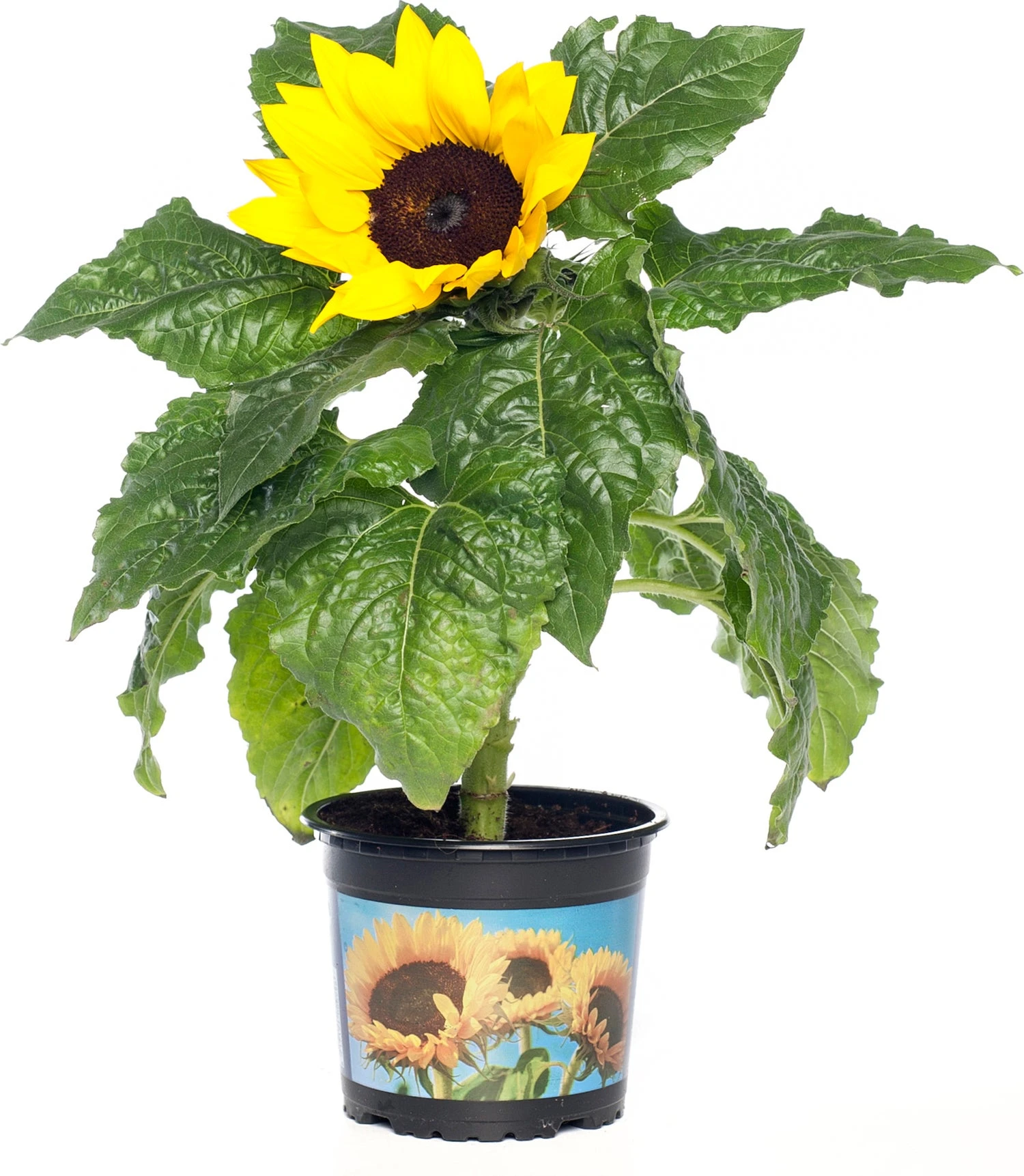 Zonnebloem (Helianthus Sunfinity 'Yellow Dark Center') D 23 H 55 Cm 1 Zonnebloem (Helianthus Sunfinity 'Yellow Dark Center') D 23 H 55 Cm