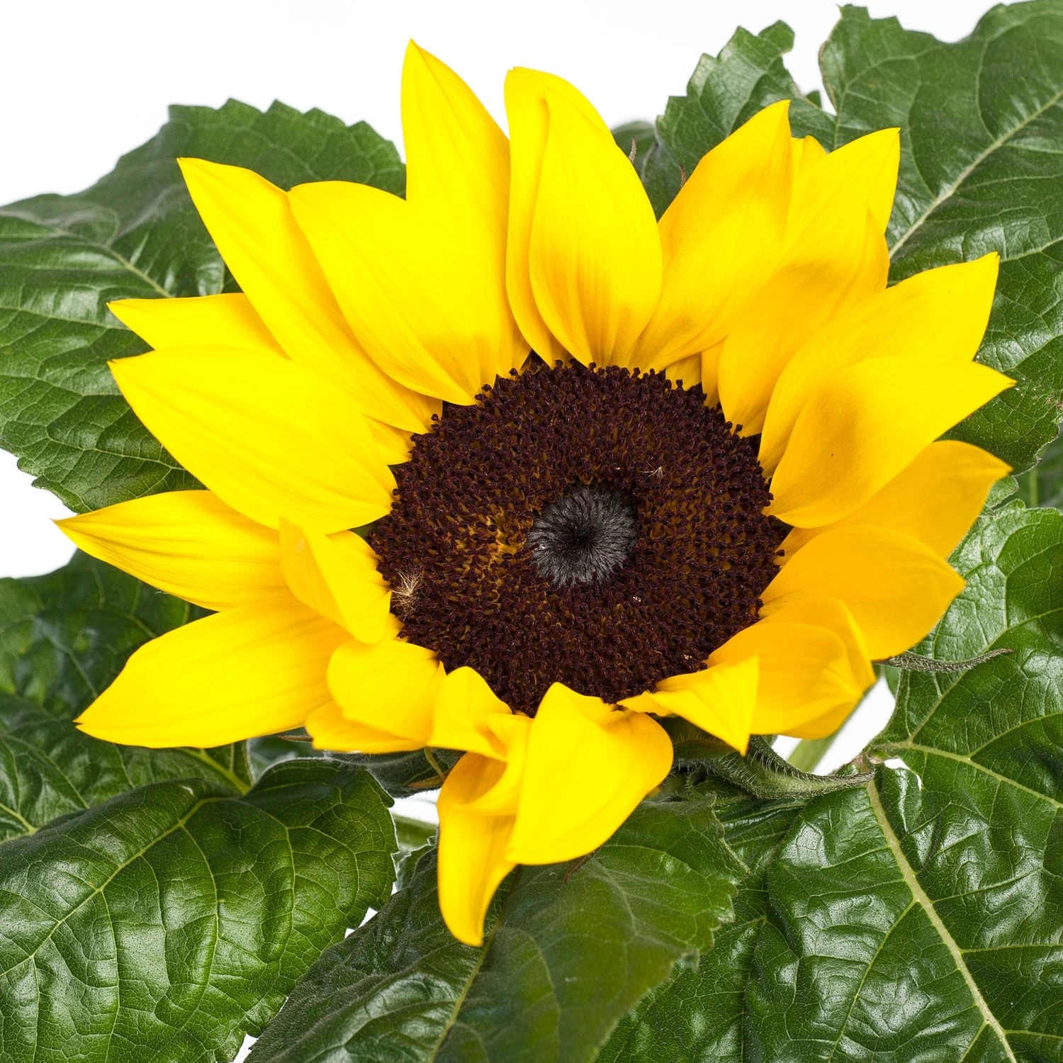 Zonnebloem (Helianthus Sunfinity 'Yellow Dark Center') D 23 H 55 Cm 2 Zonnebloem (Helianthus Sunfinity 'Yellow Dark Center') D 23 H 55 Cm - Afbeelding 2