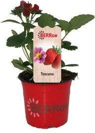 Aardbei (Fragaria X Ananassa 'Toscana') D 12 H 25 Cm