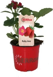 Aardbei (Fragaria X Ananassa 'Ruby Ann') D 12 H 25 Cm