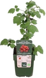 Japanse Wijnbes (Rubus Phoenicolasius) D 19 H 50 Cm