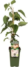 Kiwi (Actinidia Chinensis 'Huwelijk') D 19 H 50 Cm