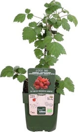 Japanse Wijnbes (Rubus Phoenicolasius) D 13 H 45 Cm