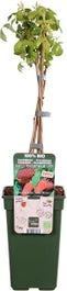 Intratuin Biologische Framboos (Rubus Idaeus 'Autumn Happy') D 19 H 50 Cm