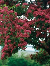 Rode Meidoorn (Crataegus Laevigata 'Paul's Scarlet') H 150 Cm 1 Rode Meidoorn (Crataegus Laevigata 'Paul's Scarlet') H 150 Cm