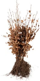 Beukenhaag Met Kale Wortel (Fagus Sylvatica) H 125-150 Cm Vanaf 10 Stuks