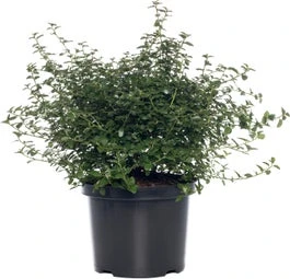 Amerikaanse Sering (Ceanothus Thyrsiflorus 'Repens') H 25-30 Cm