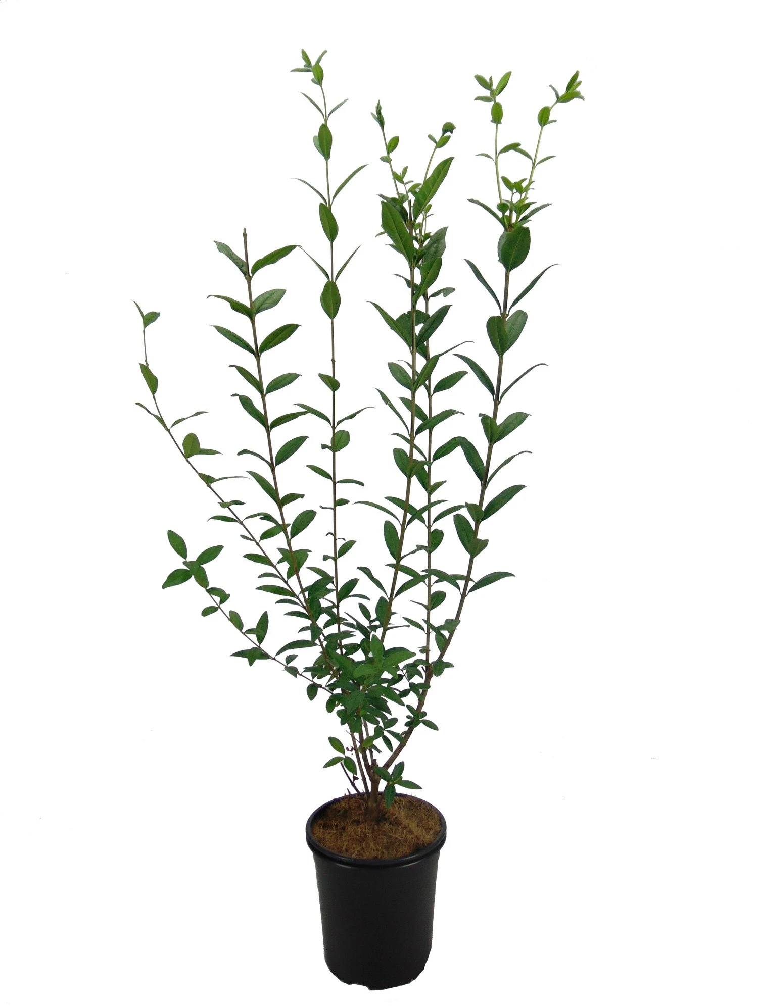 Ligusterhaag (Ligustrum Ovalifolium) H 30-40 Cm 1 Ligusterhaag (Ligustrum Ovalifolium) H 30-40 Cm