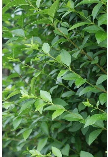 Ligusterhaag (Ligustrum Ovalifolium) H 30-40 Cm 2 Ligusterhaag (Ligustrum Ovalifolium) H 30-40 Cm - Afbeelding 2