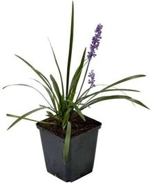 Leliegras (Liriope Muscari 'Ingwersen') D 9 H 10 Cm 1 Leliegras (Liriope Muscari 'Ingwersen') D 9 H 10 Cm