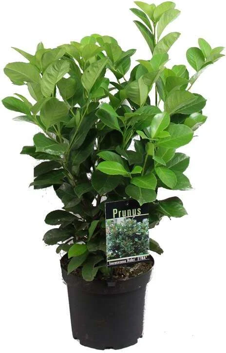 Laurierkers (Prunus Laurocerasus 'Rotundifolia') H 60-80 Cm 1 Laurierkers (Prunus Laurocerasus 'Rotundifolia') H 60-80 Cm