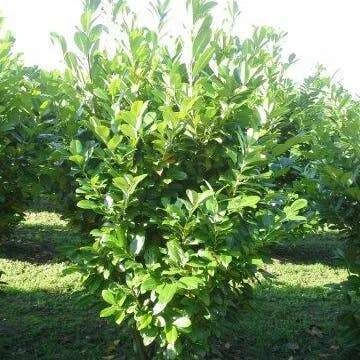 Laurierkers (Prunus Laurocerasus 'Rotundifolia') H 60-80 Cm 2 Laurierkers (Prunus Laurocerasus 'Rotundifolia') H 60-80 Cm - Afbeelding 2