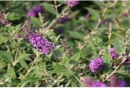 Vlinderstruik (Buddleja 'Blue Chip') H 30-40 Cm 1 Vlinderstruik (Buddleja 'Blue Chip') H 30-40 Cm
