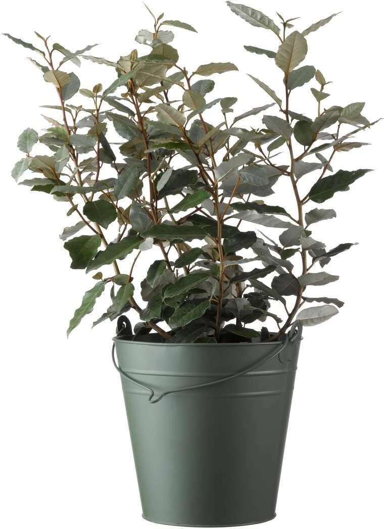 Olijfwilg (Elaeagnus Ebbingei 'Compacta') H 40-60 Cm 1 Olijfwilg (Elaeagnus Ebbingei 'Compacta') H 40-60 Cm