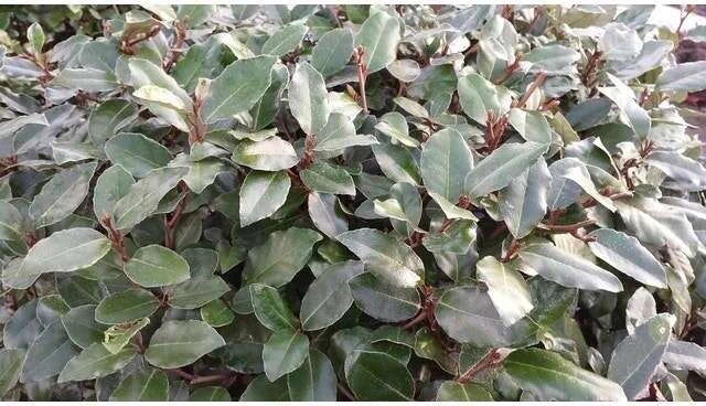 Olijfwilg (Elaeagnus Ebbingei 'Compacta') H 40-60 Cm 2 Olijfwilg (Elaeagnus Ebbingei 'Compacta') H 40-60 Cm - Afbeelding 2