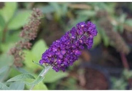 Vlinderstruik (Buddleja Davidii 'Black Knight') H 30-40 Cm 1 Vlinderstruik (Buddleja Davidii 'Black Knight') H 30-40 Cm