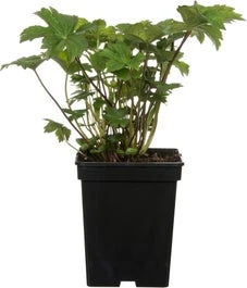 Zeeuws Knoopje (Astrantia Major 'Roma') D 9 H 10 Cm 1 Zeeuws Knoopje (Astrantia Major 'Roma') D 9 H 10 Cm