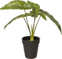 Intratuin Kunstplant Olifantsoor D 12 H 26 Cm 1 Intratuin Kunstplant Olifantsoor D 12 H 26 Cm