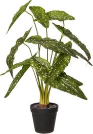 Intratuin Kunstplant Olifantsoor D 10 H 48 Cm 1 Intratuin Kunstplant Olifantsoor D 10 H 48 Cm