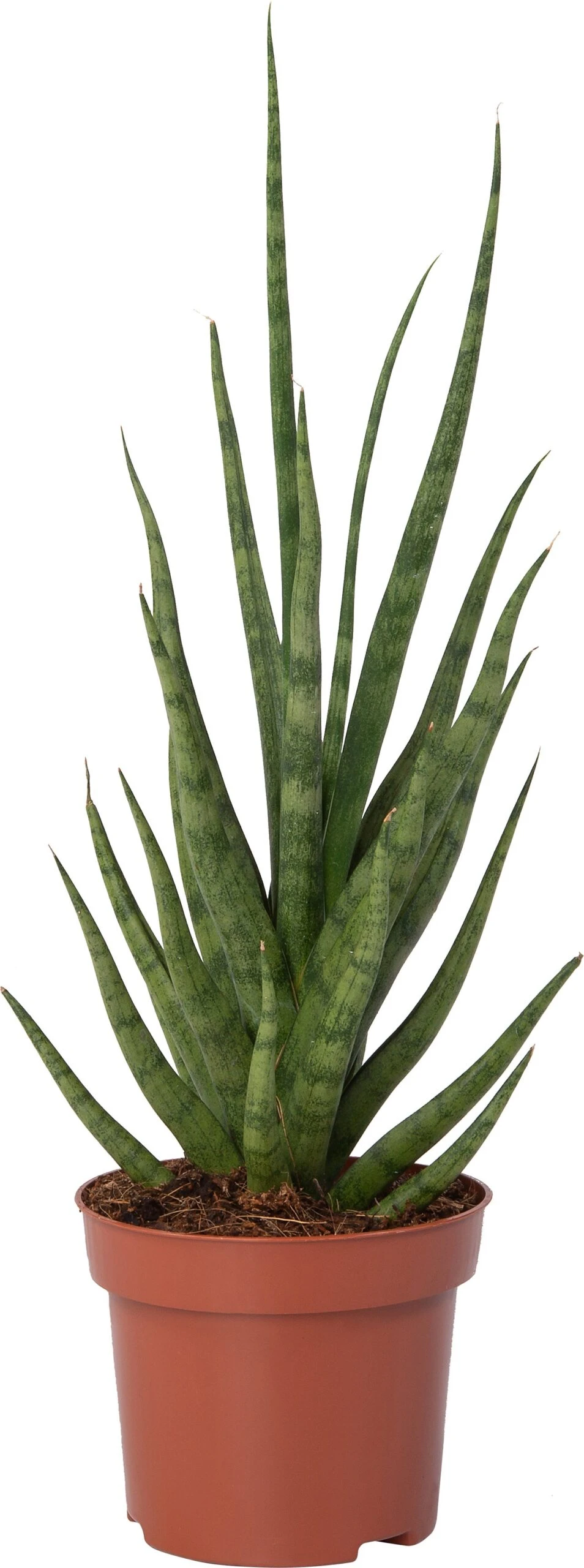 Vrouwentong (Sansevieria 'Torch') D 12 H 40 Cm 1 Vrouwentong (Sansevieria 'Torch') D 12 H 40 Cm