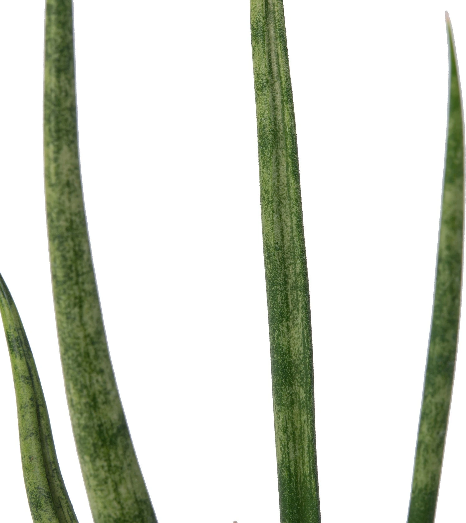 Vrouwentong (Sansevieria 'Torch') D 12 H 40 Cm 2 Vrouwentong (Sansevieria 'Torch') D 12 H 40 Cm - Afbeelding 2