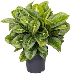 Aglaonema (Aglaonema 'Lemon Mint') D 19 H 45 Cm