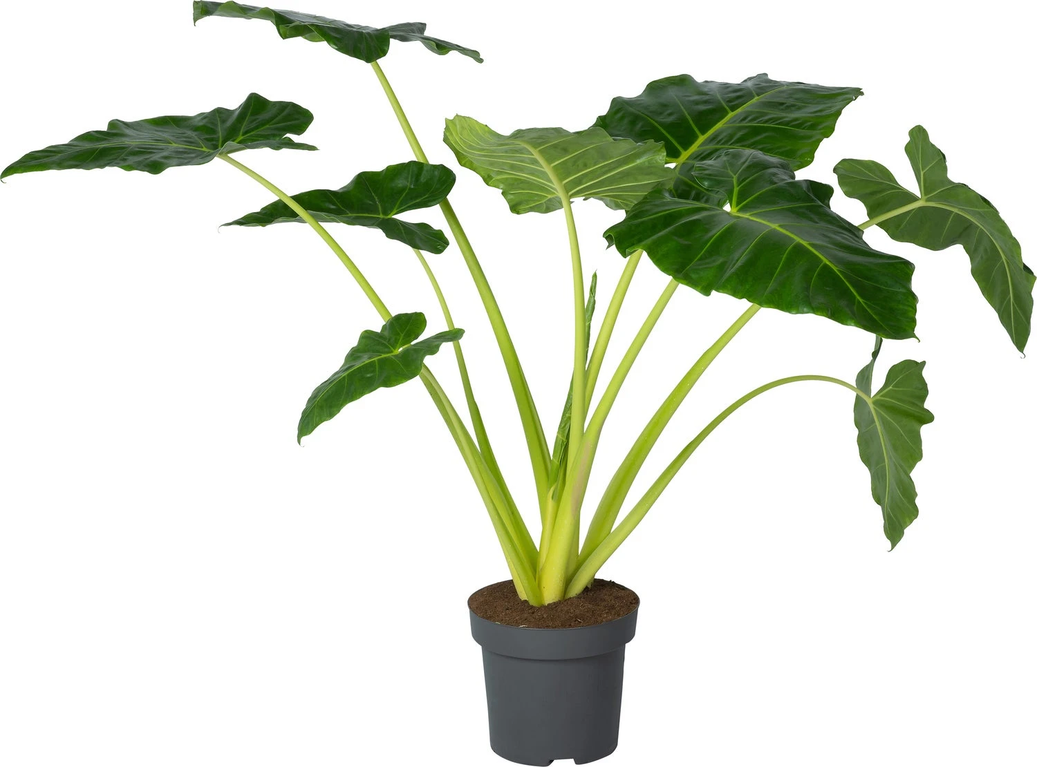 Olifantsoor (Alocasia Lutea) D 32 H 140 Cm 1 Olifantsoor (Alocasia Lutea) D 32 H 140 Cm