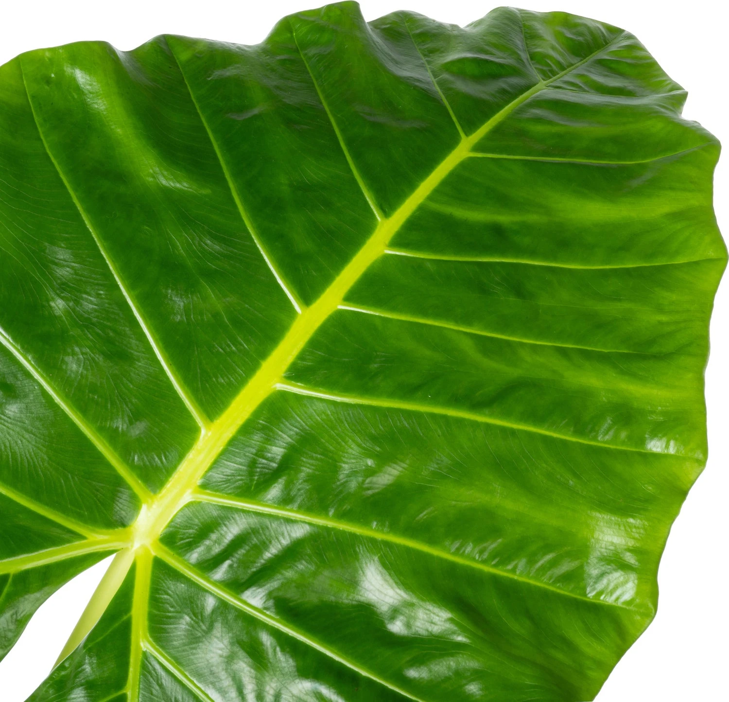 Olifantsoor (Alocasia Lutea) D 32 H 140 Cm 2 Olifantsoor (Alocasia Lutea) D 32 H 140 Cm - Afbeelding 2